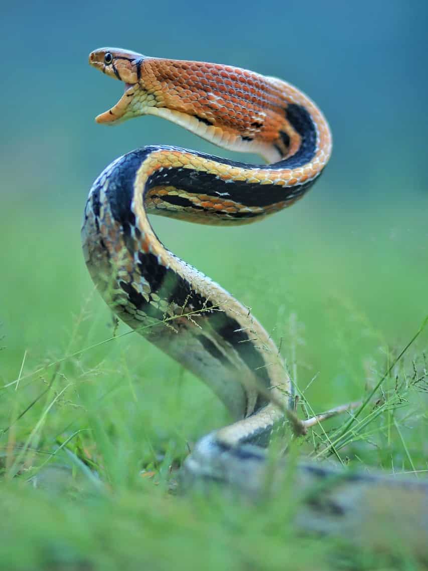 The Worlds Smallest Snake Just Rewrote History - t75olk9