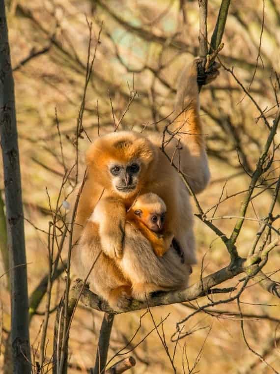 7-animals-that-eat-their-babies