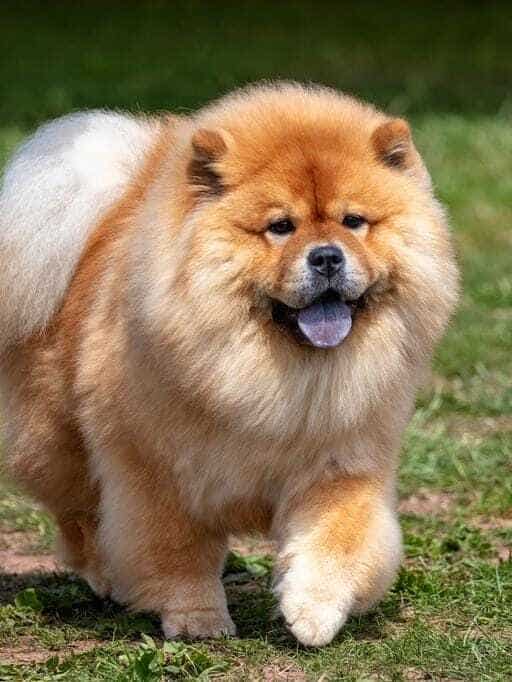 Chow Chow Top Ten Expensive Dog Breeds Most Expensive Dog In India