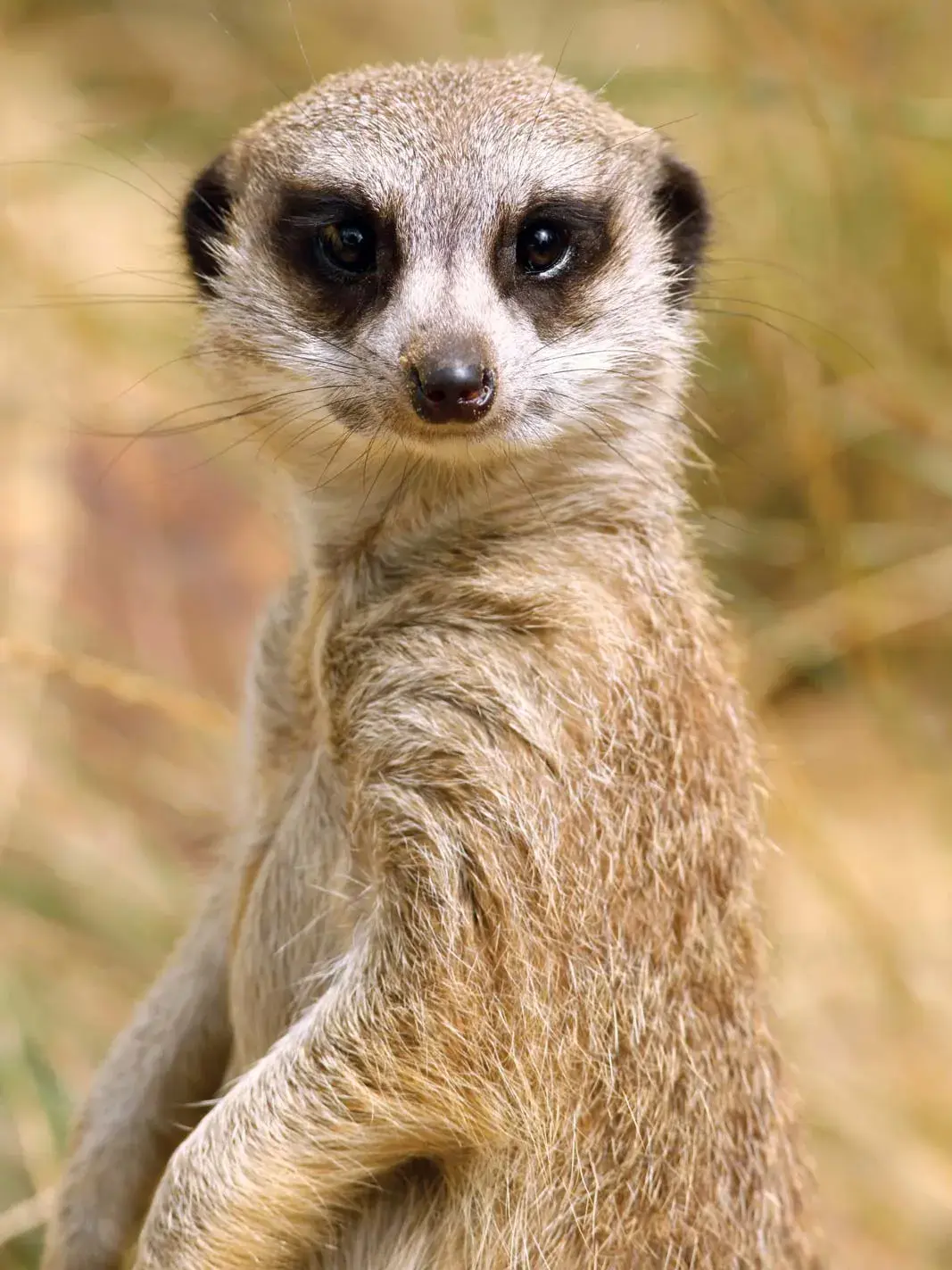 10 animals that live underground