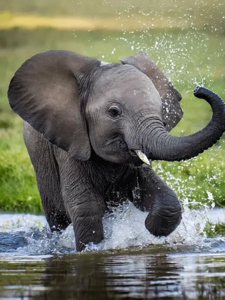 10 animals that cry like humans