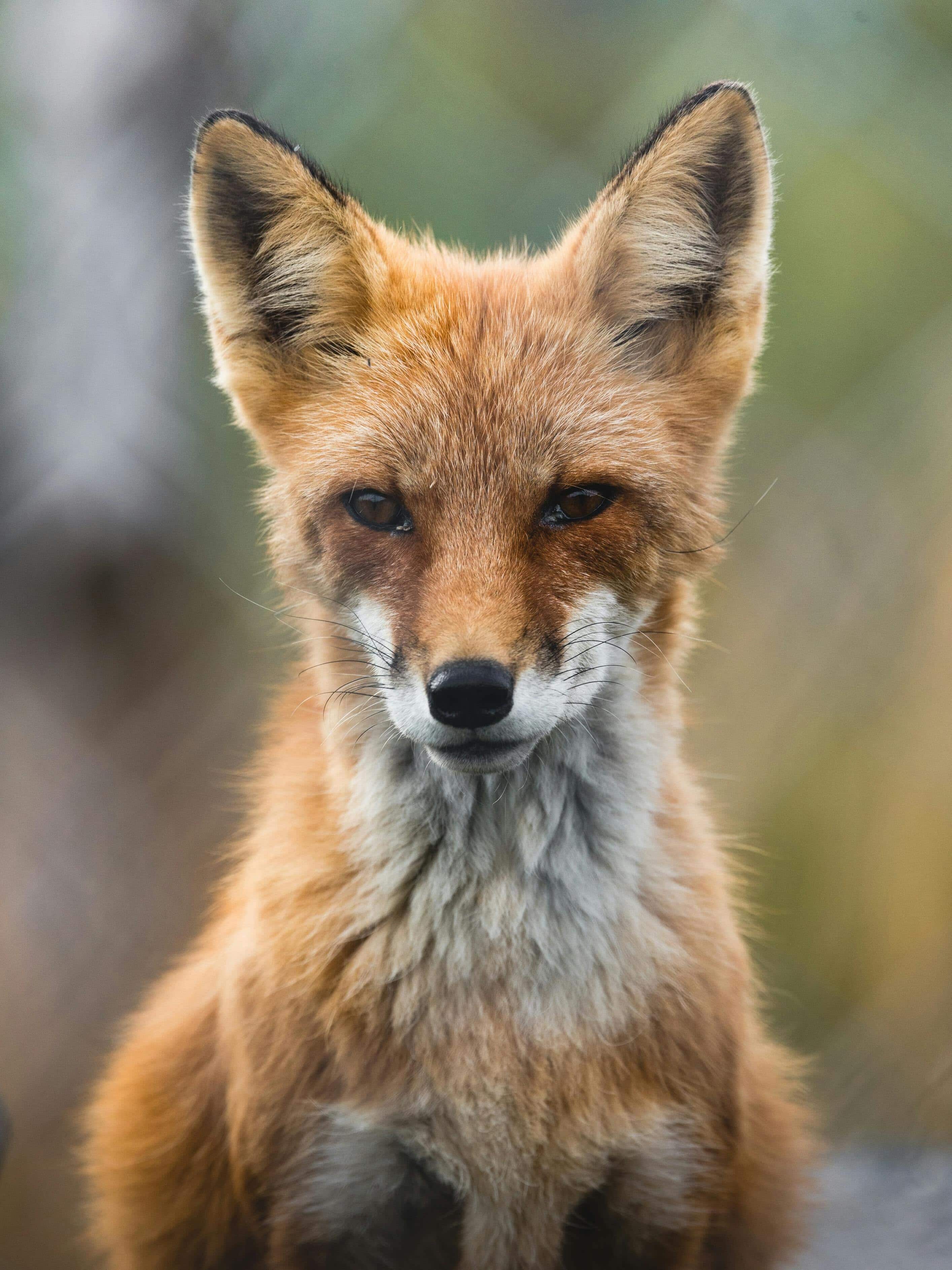 7-weakest-animals-in-the-world