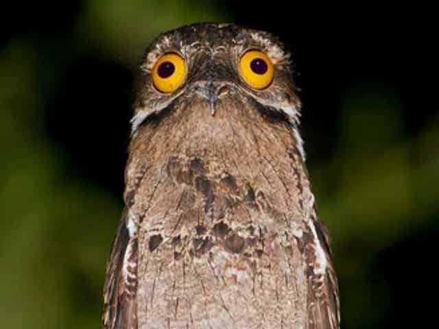 8 most intelligent birds