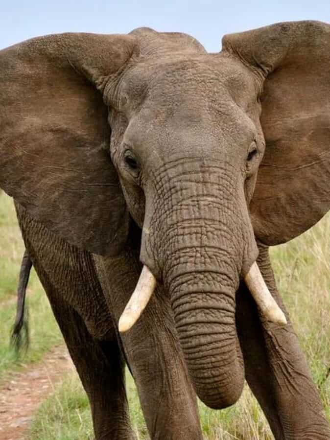 5 Animals That Can Hear Sounds from Miles Away Conclusion