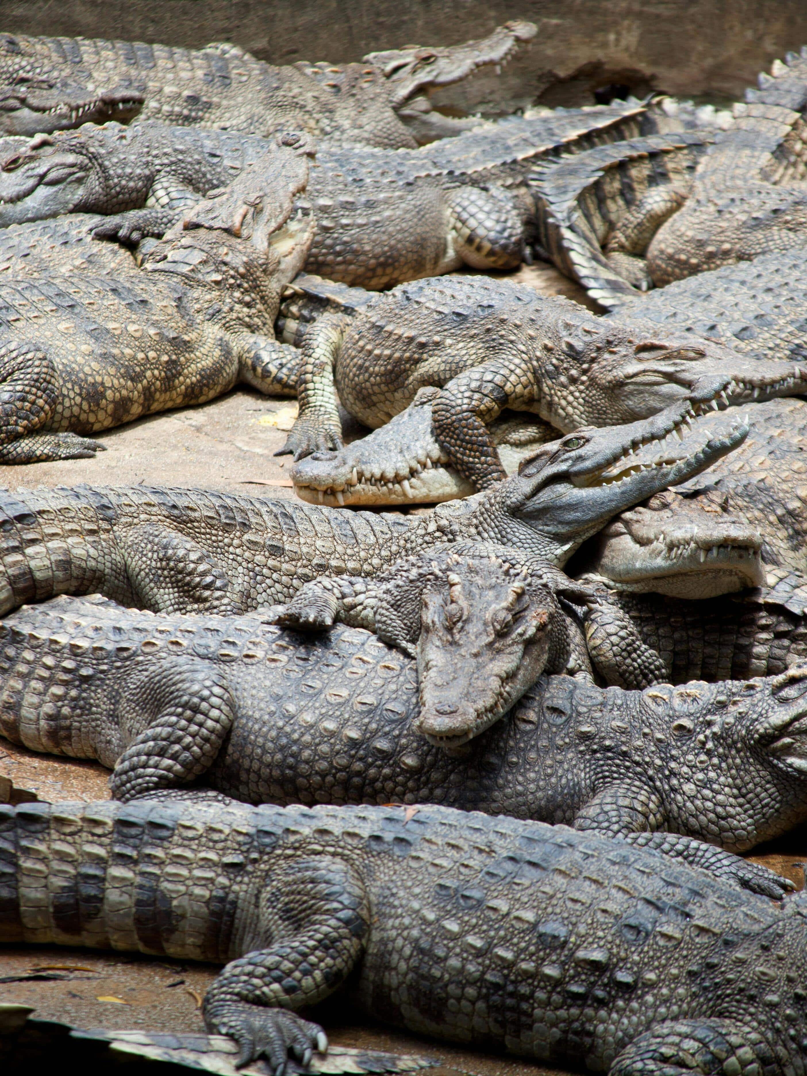 Oldest animal species on Earth
