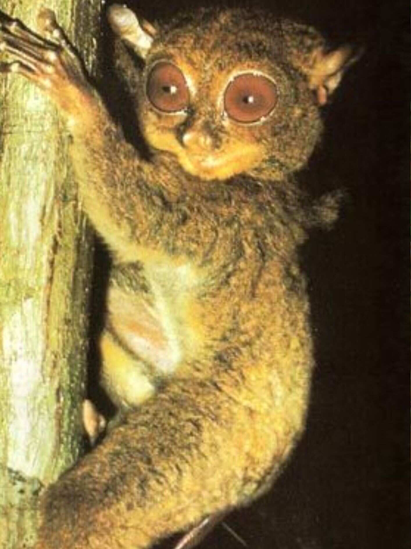 Animals that can see in the dark