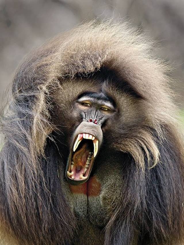 8 animals that can transmit Rabies