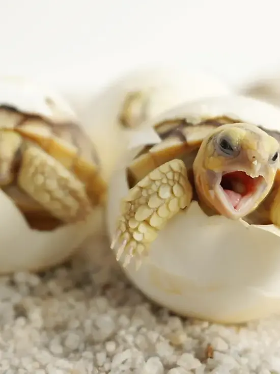 8-famous-reptiles-of-world