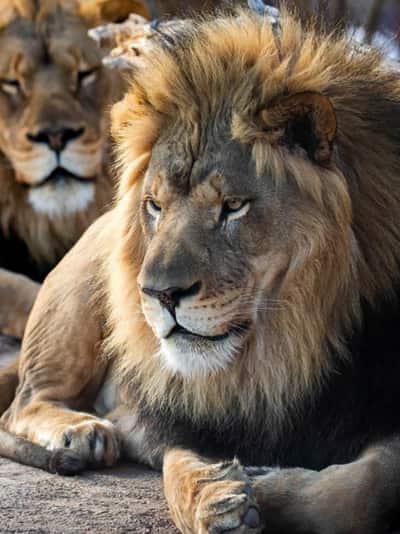 8 animals that hunt mighty hyenas