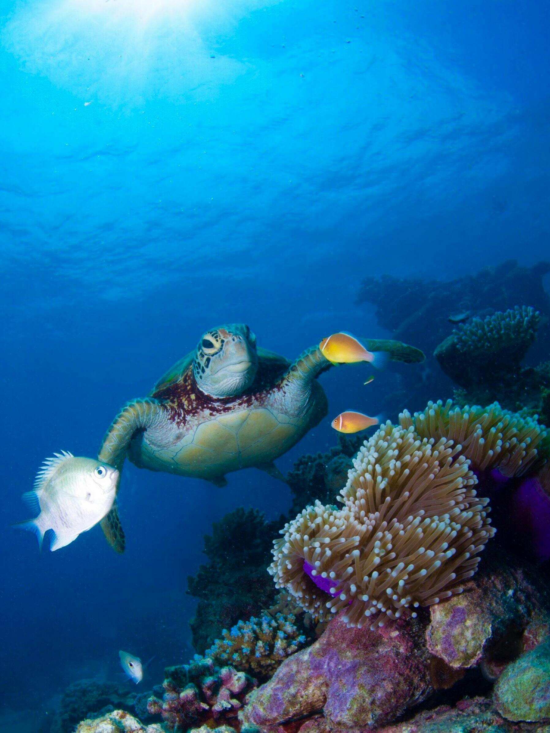 7 animals that can live without oxygen