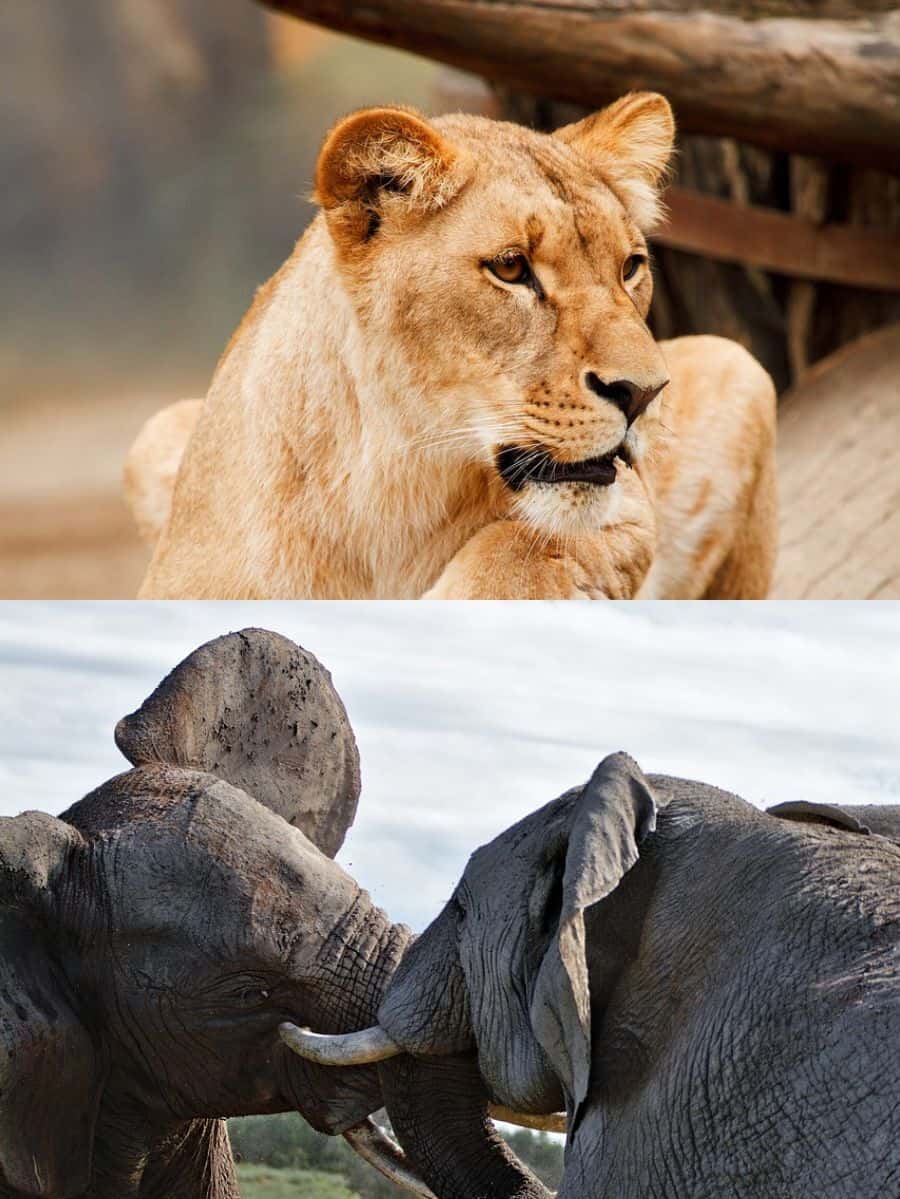 Animals Ruling Humans 7 animals where females rule over males