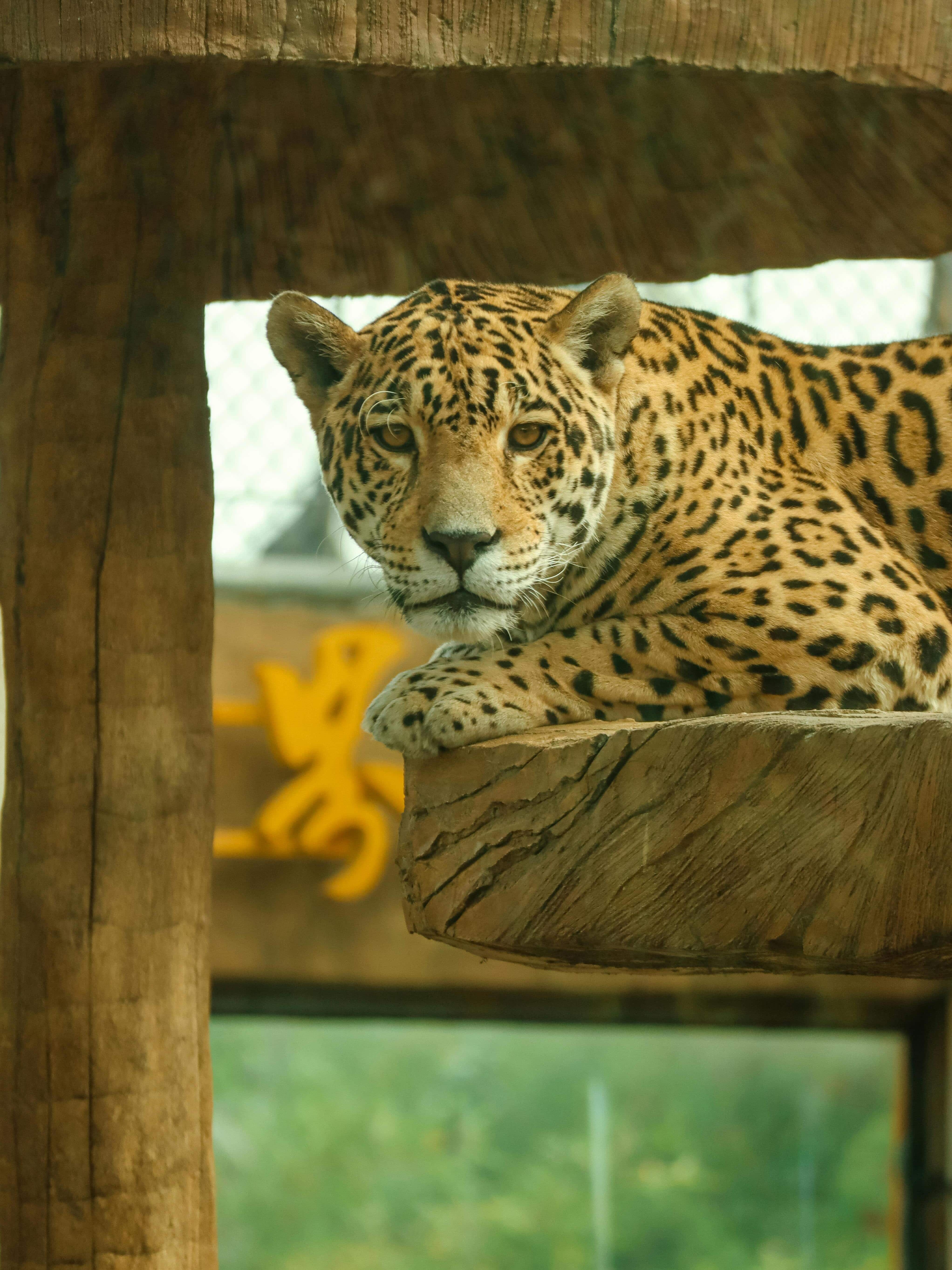 animals-that-are-banned-as-pets-in-india