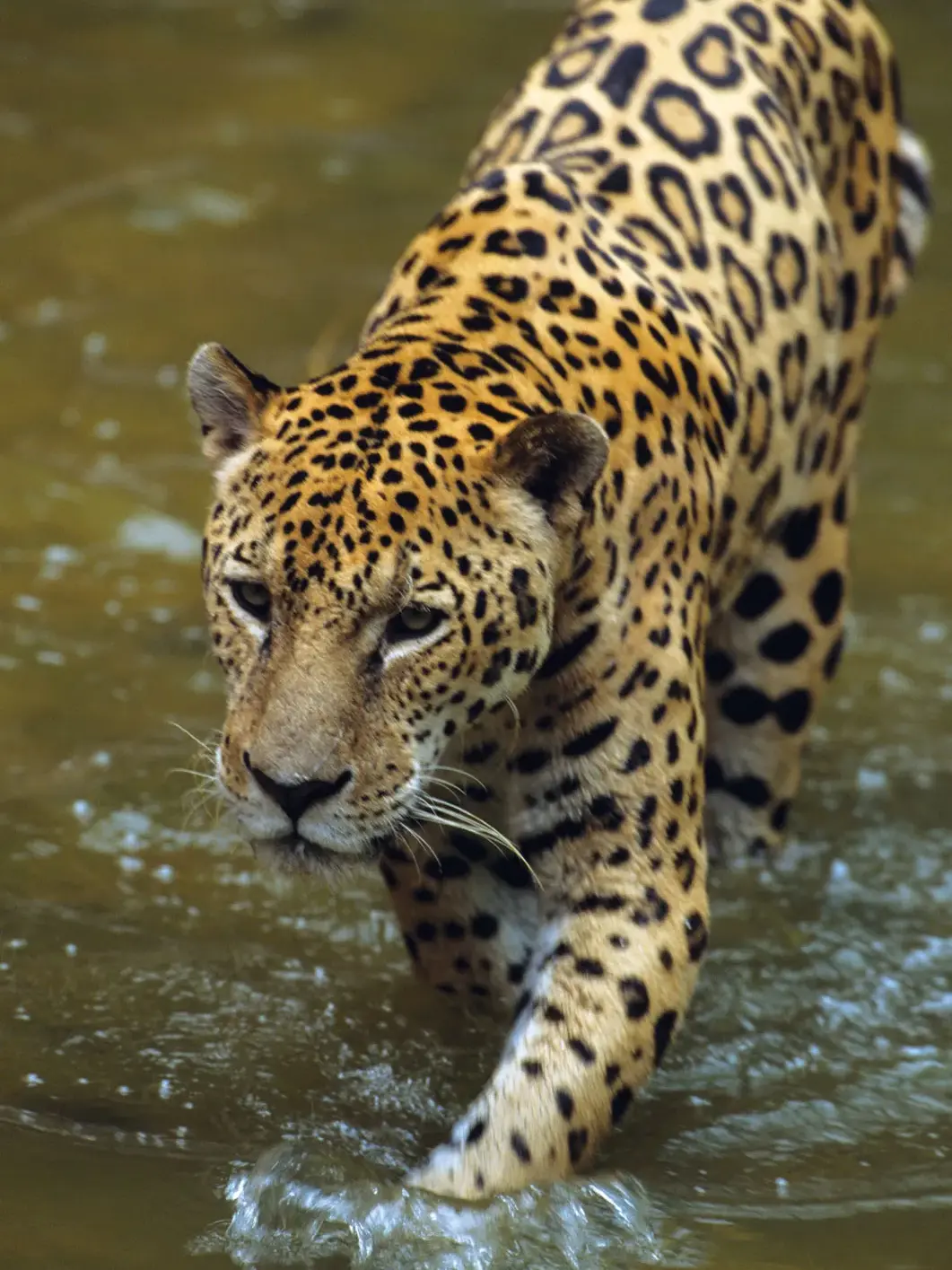 Brazil Predators 10 most dangerous jungle predators