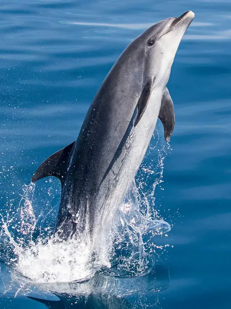 8 Animals With Exceptional Memory