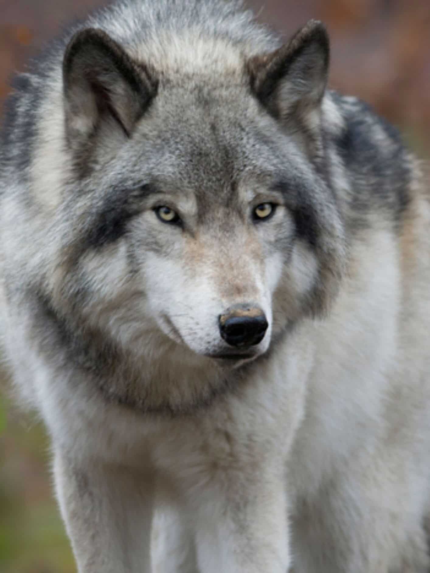 5 largest wolves in the world