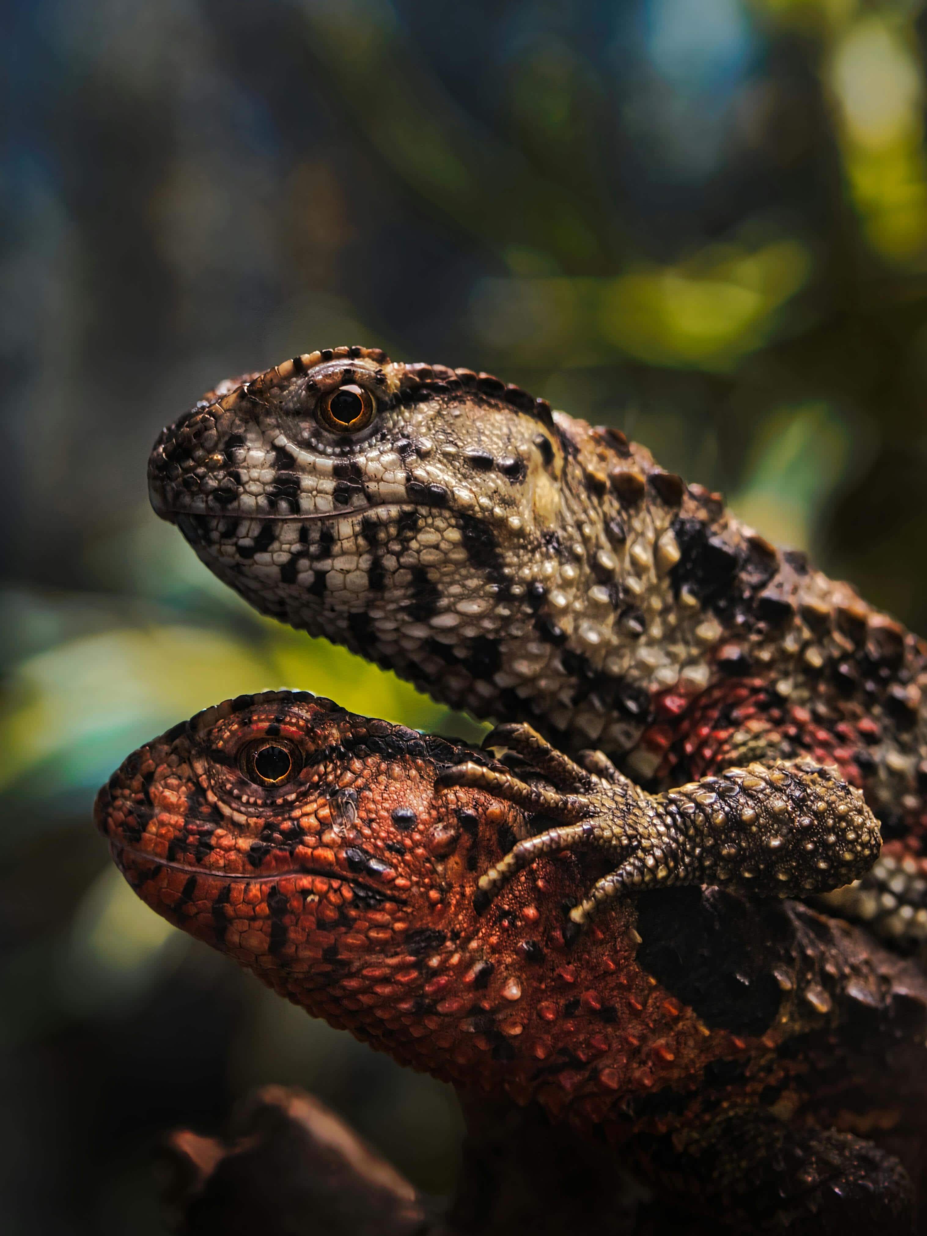 These 7 animals can fly high without wings