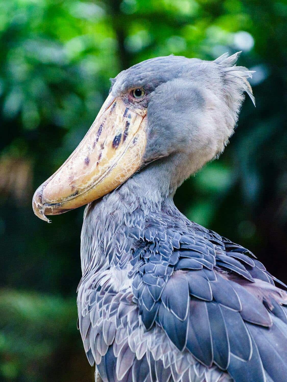 1737734354576_freephotoofclose