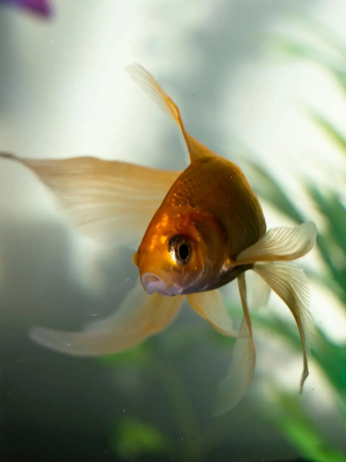 6 amazing benefits of keeping a fish tank at home