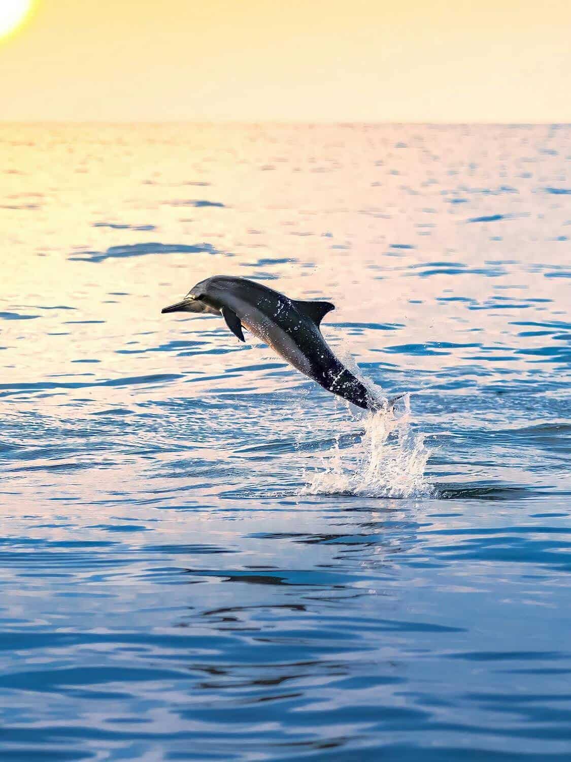 7 animals that attract positive energy and good vibes
