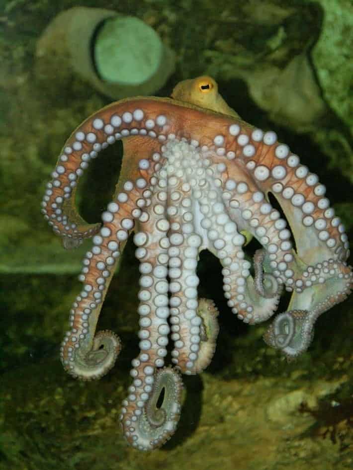 7 mind-blowing facts about octopuses