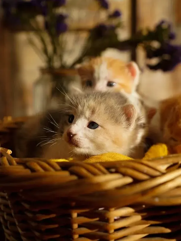 8 miniature cat breeds that will make perfect lap buddies