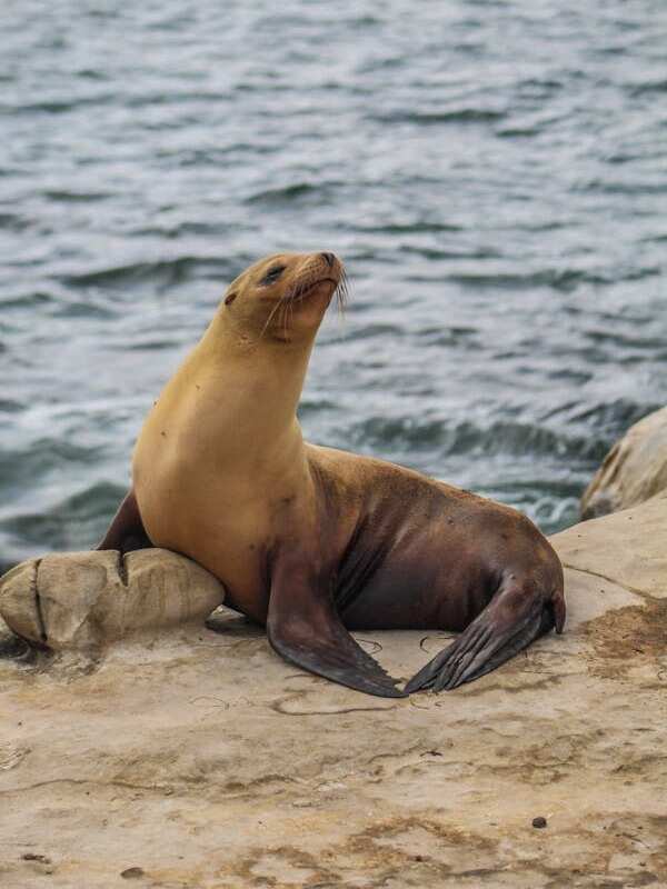 8 Animals With Exceptional Memory