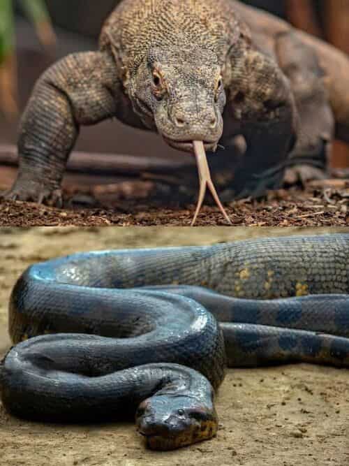 COMPARING THE MIGHT: Komodo Dragon VS Anaconda – Who Would Win?