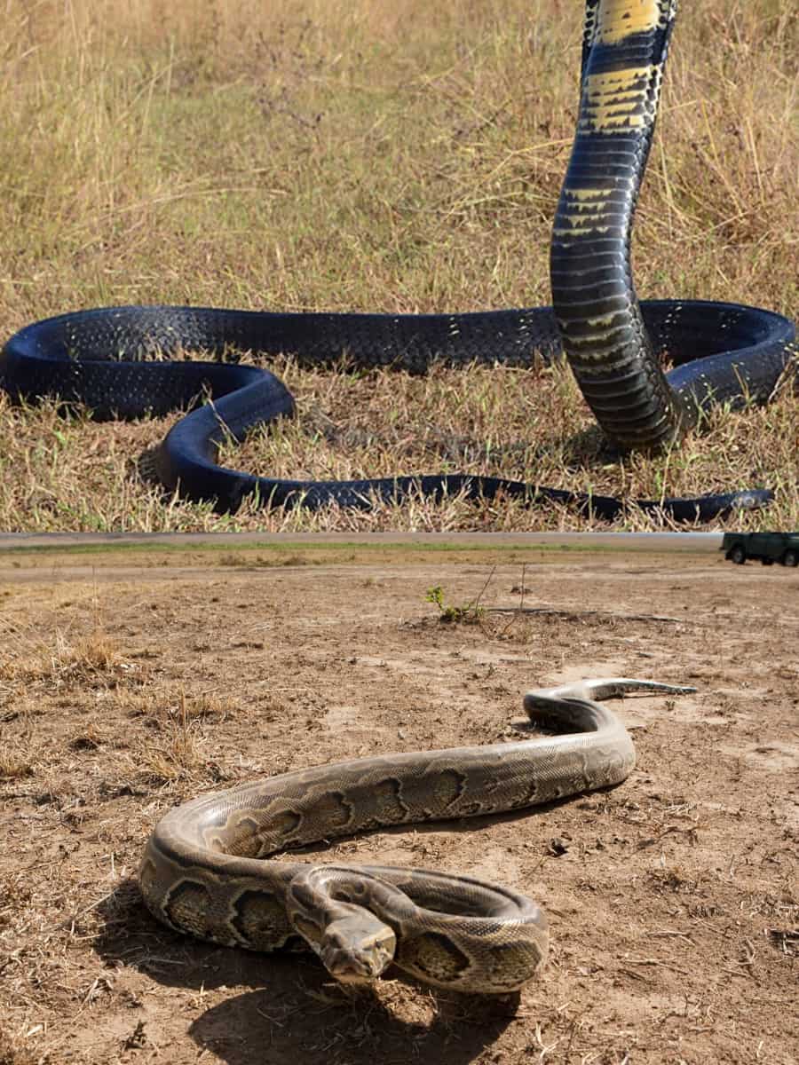 King Cobra Reticulated Python King Cobra vs Rock Python: Who would win a fight?