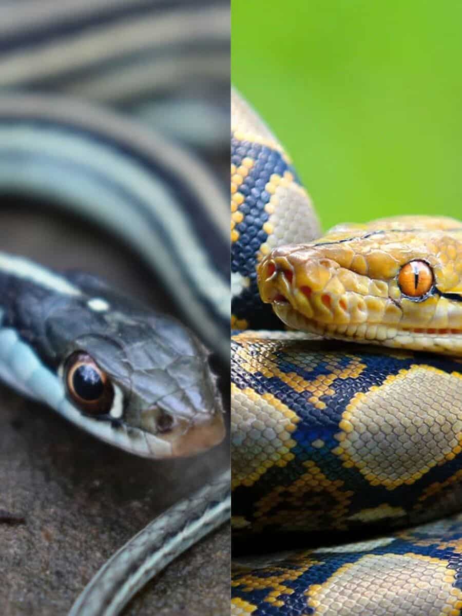 ● OPEN YY ● BLUE RIBBON SNAKE CASE OPEN YY