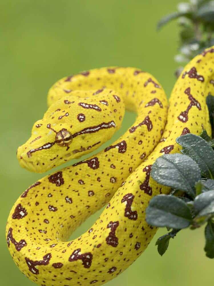 6 most beautiful snakes in the world