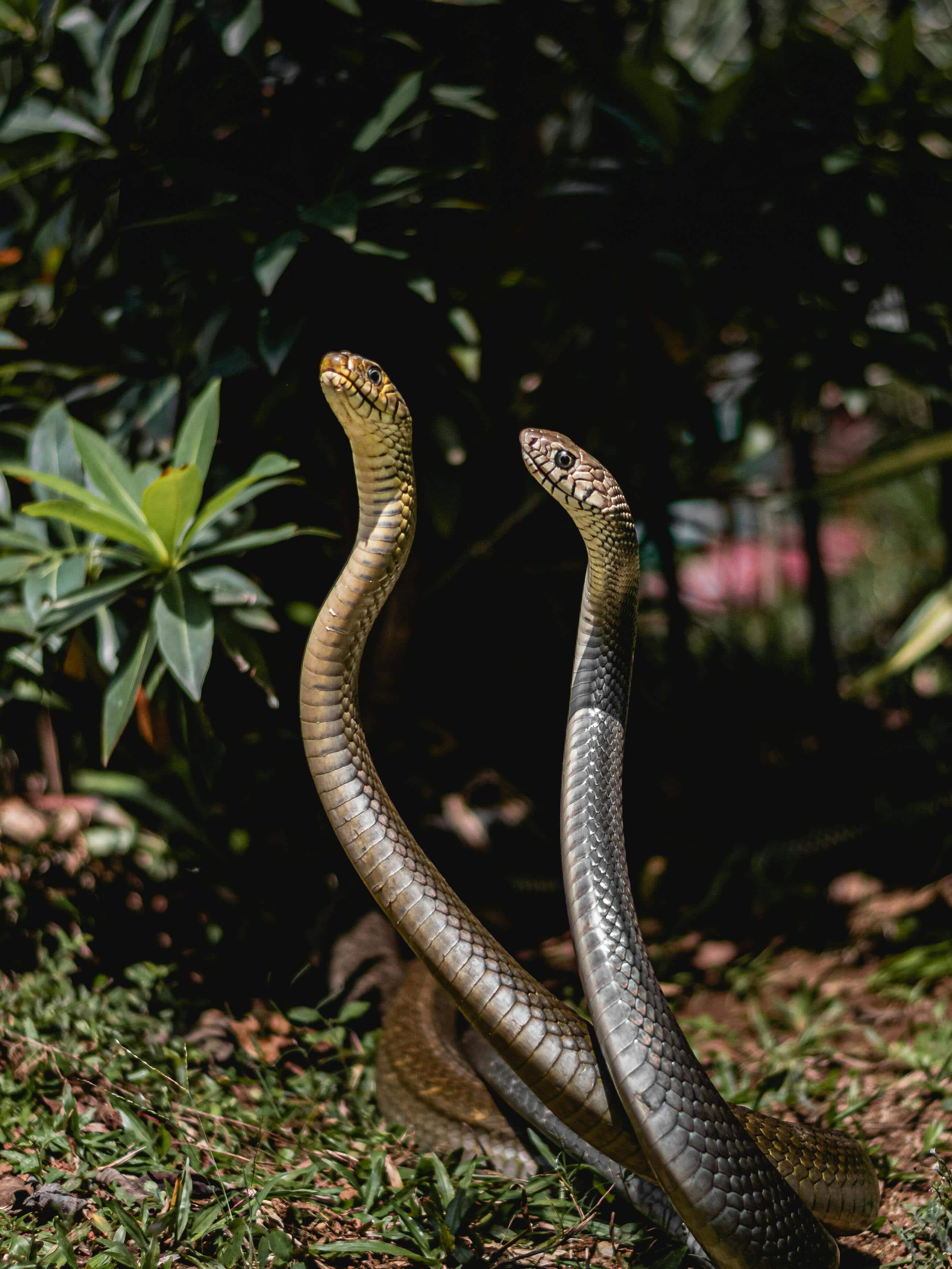 Which state in India has more snakes?