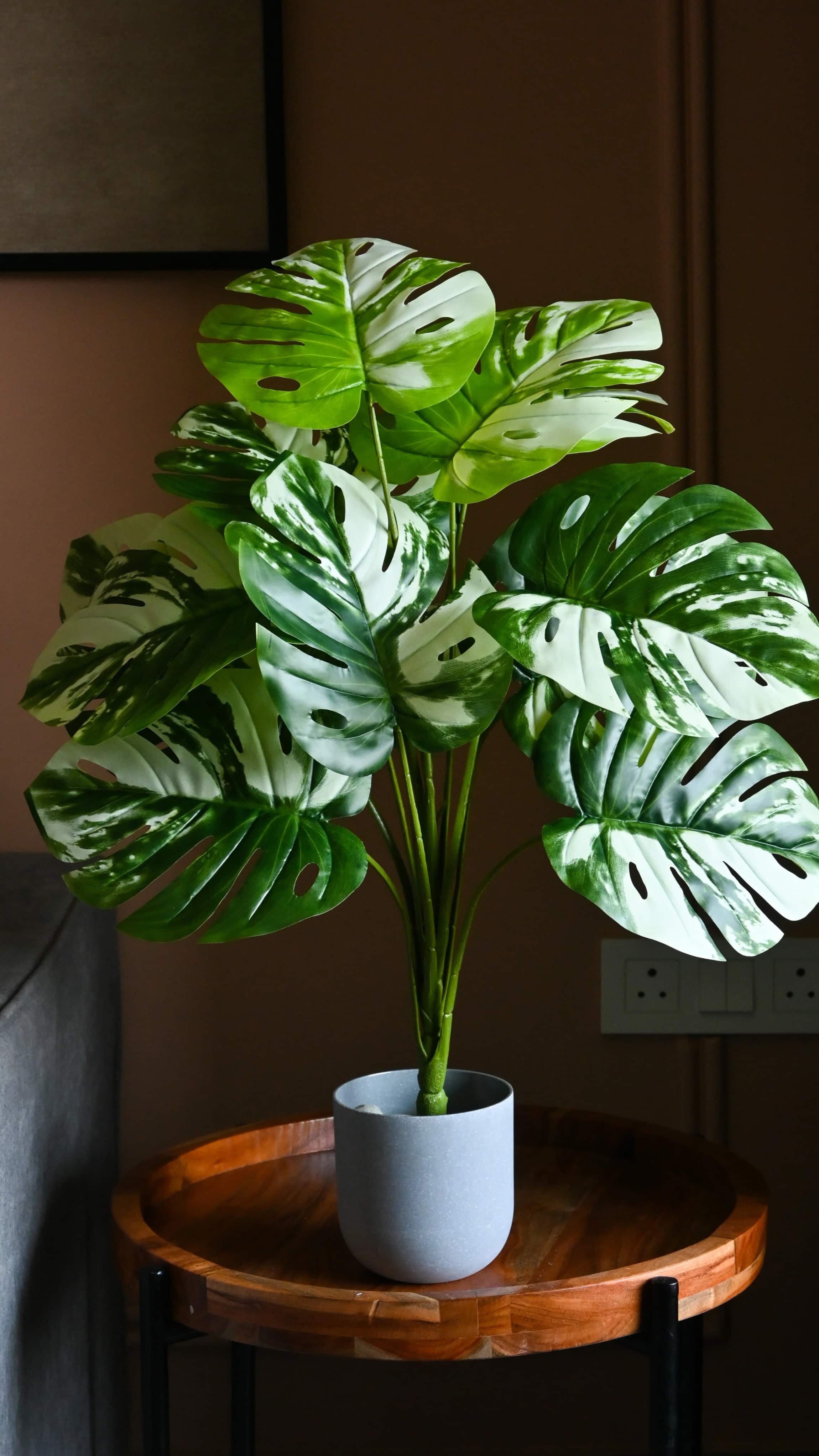 Benefits of Monstera Plant: 5 Surprising Perks!