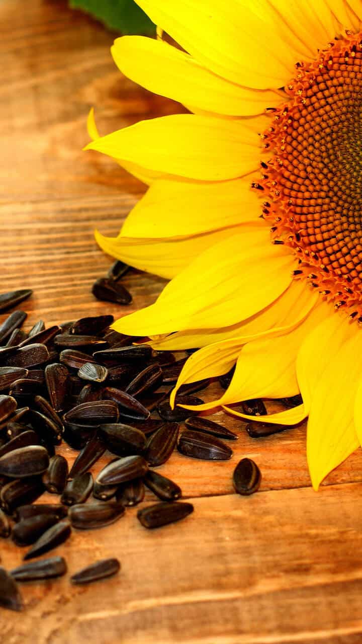 7 health benefits of sunflower seeds