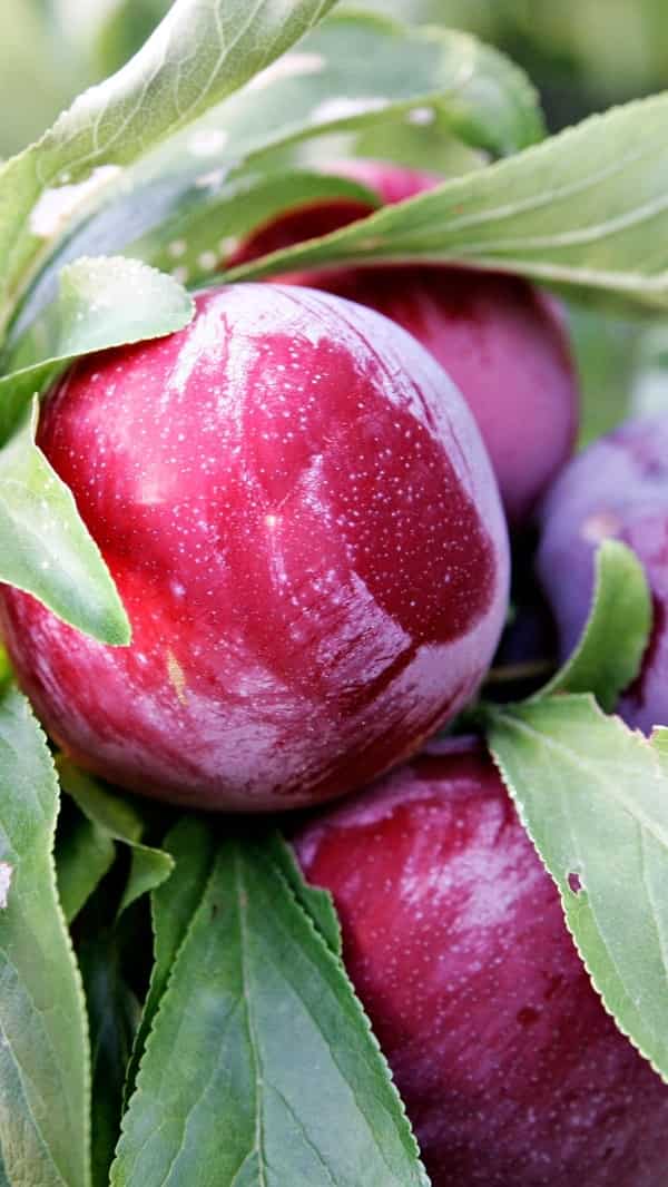 7 Benefits of eating plum daily