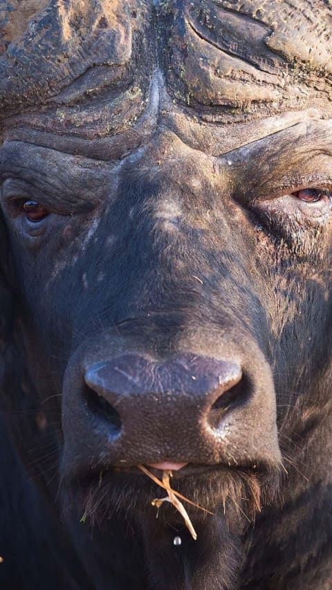 10 Animals sporting multiple stomachs