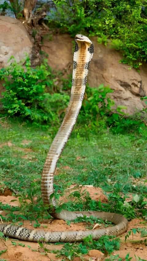 5 Most poisonous snakes found in Mumbai