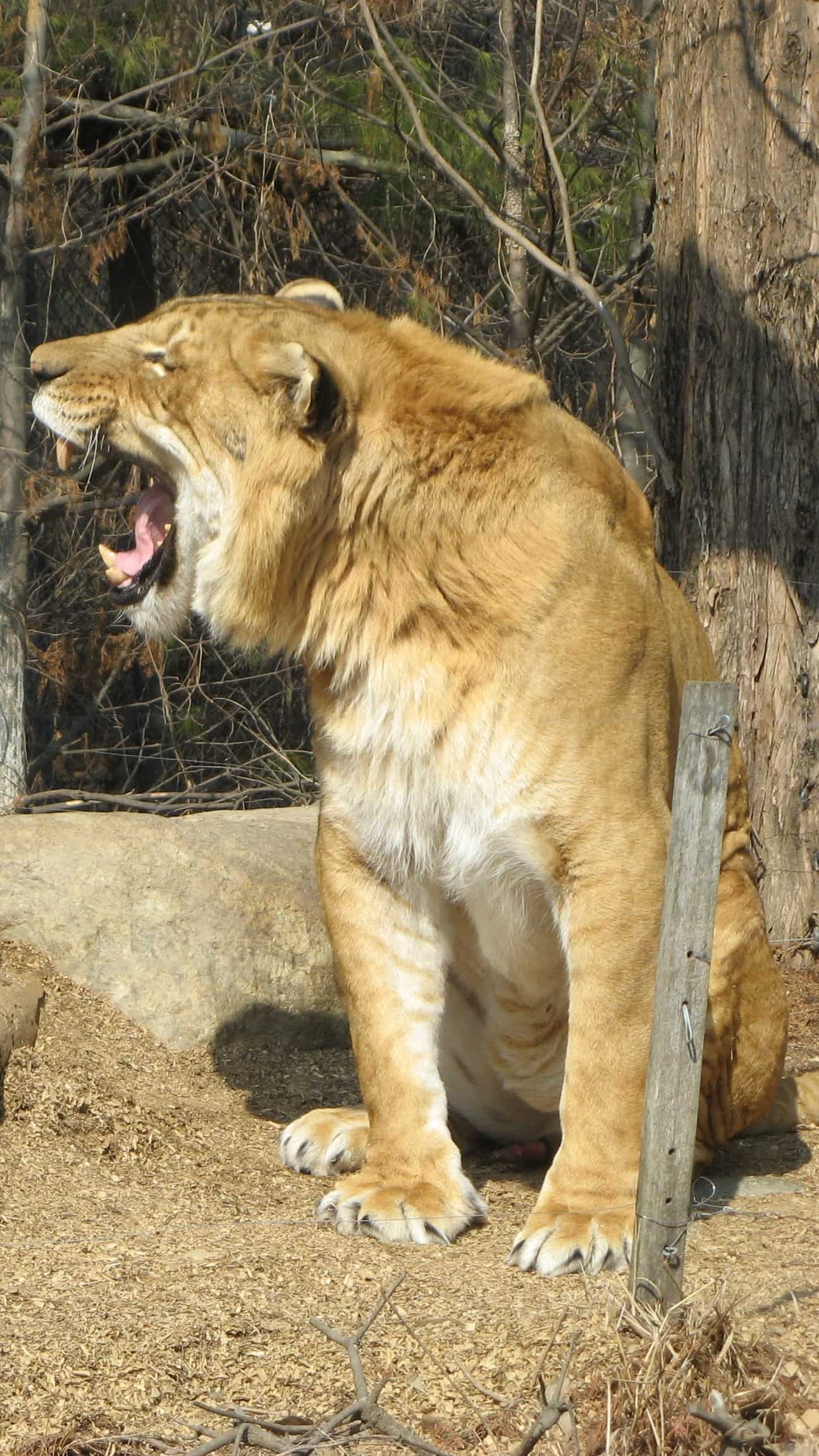Liger Minecraft Liger Vs Polar Bear