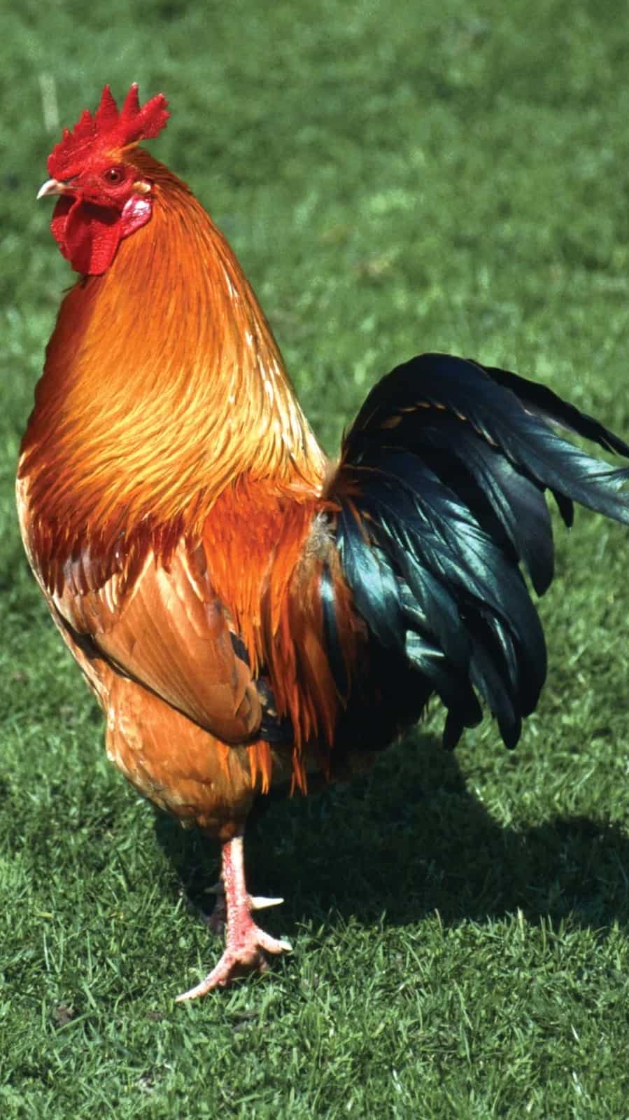 7 animals that can live without their heads