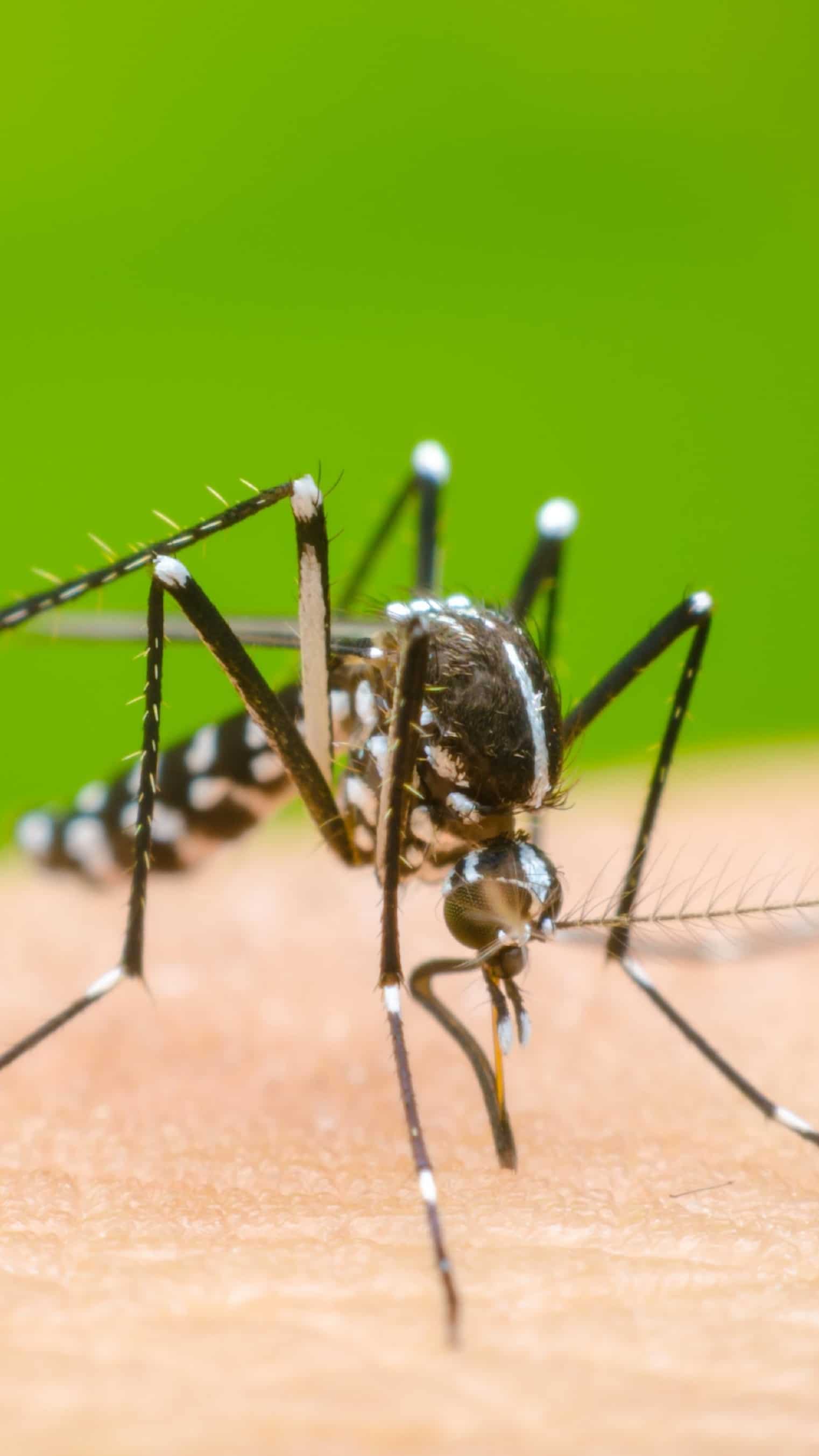 8 plants that repel mosquitoes