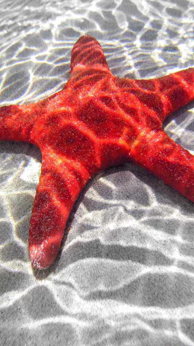 8 animals that can regrow body parts