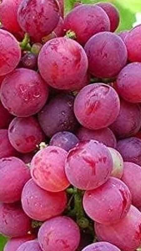 Antioxidants