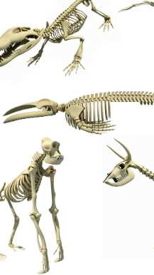 Extinct Species Of Animals In India With Pictures