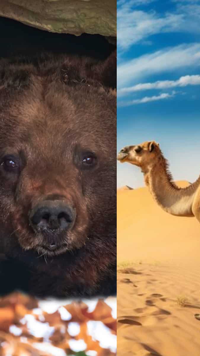 Animals that can survive months without food