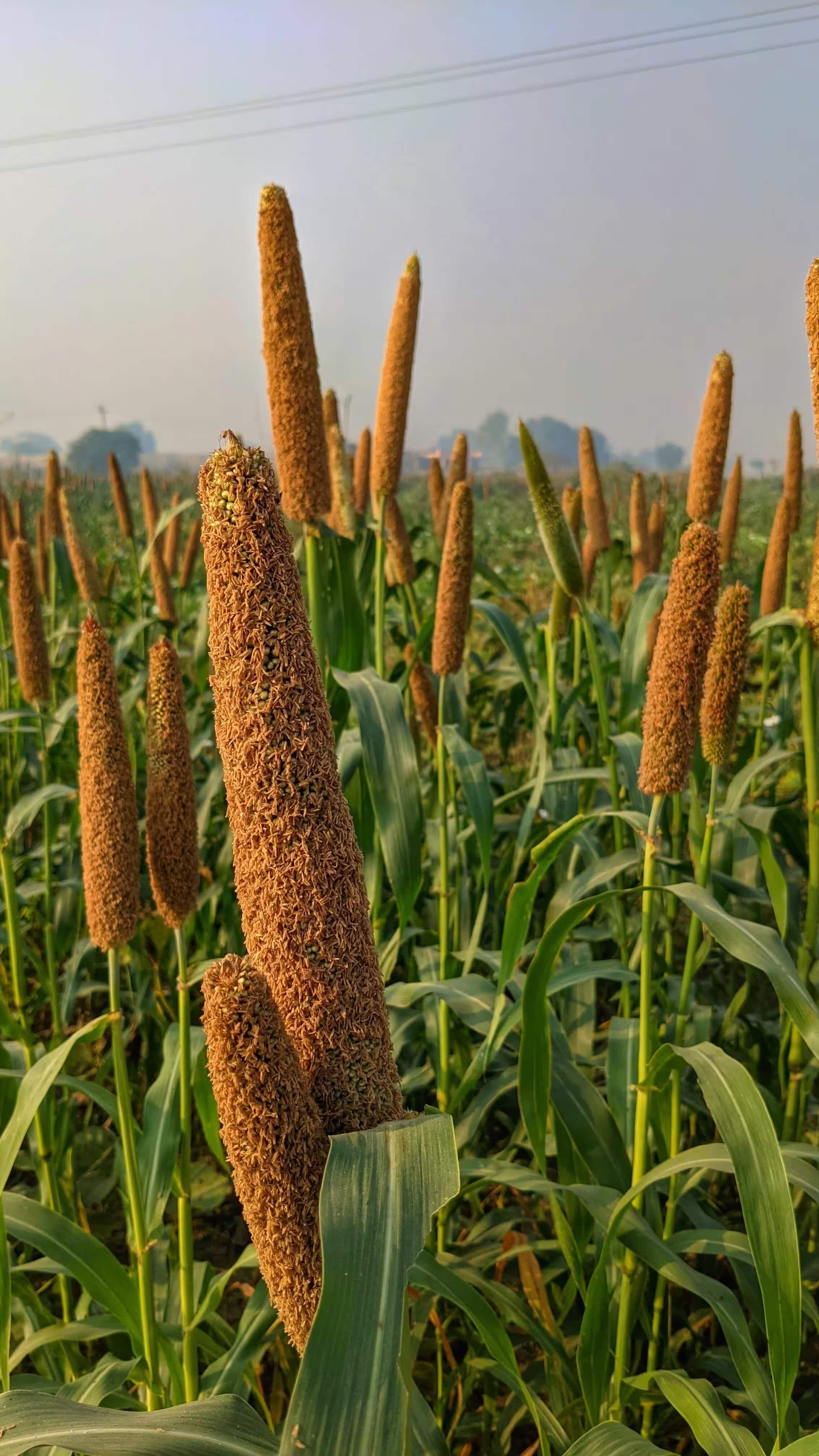 10 tasty millet dishes to make in winter