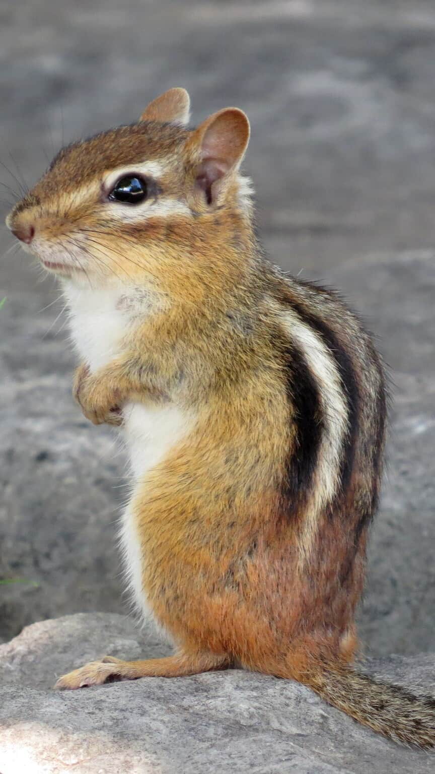 9 animals that hibernate in winter