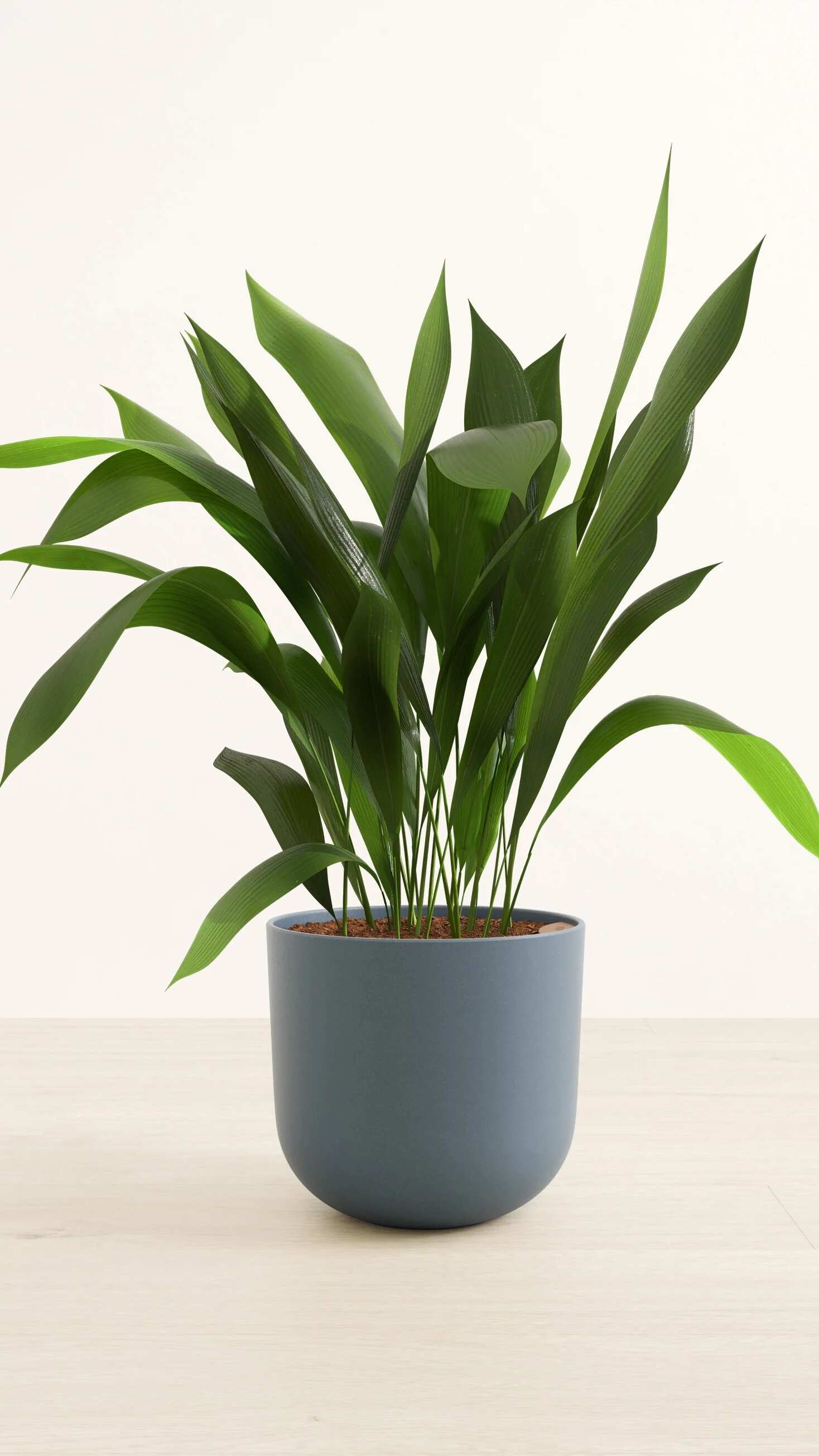 Cast Iron Plant