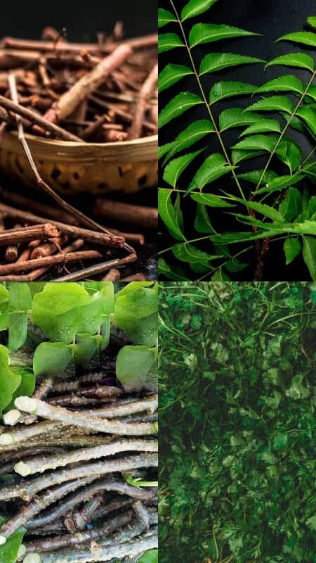 6 Ayurvedic herbs for detoxification