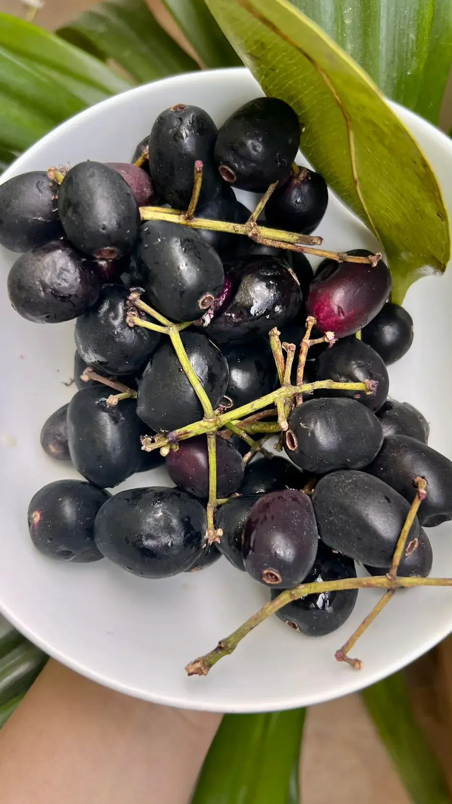 Diabetes 10 health benefits of jamun