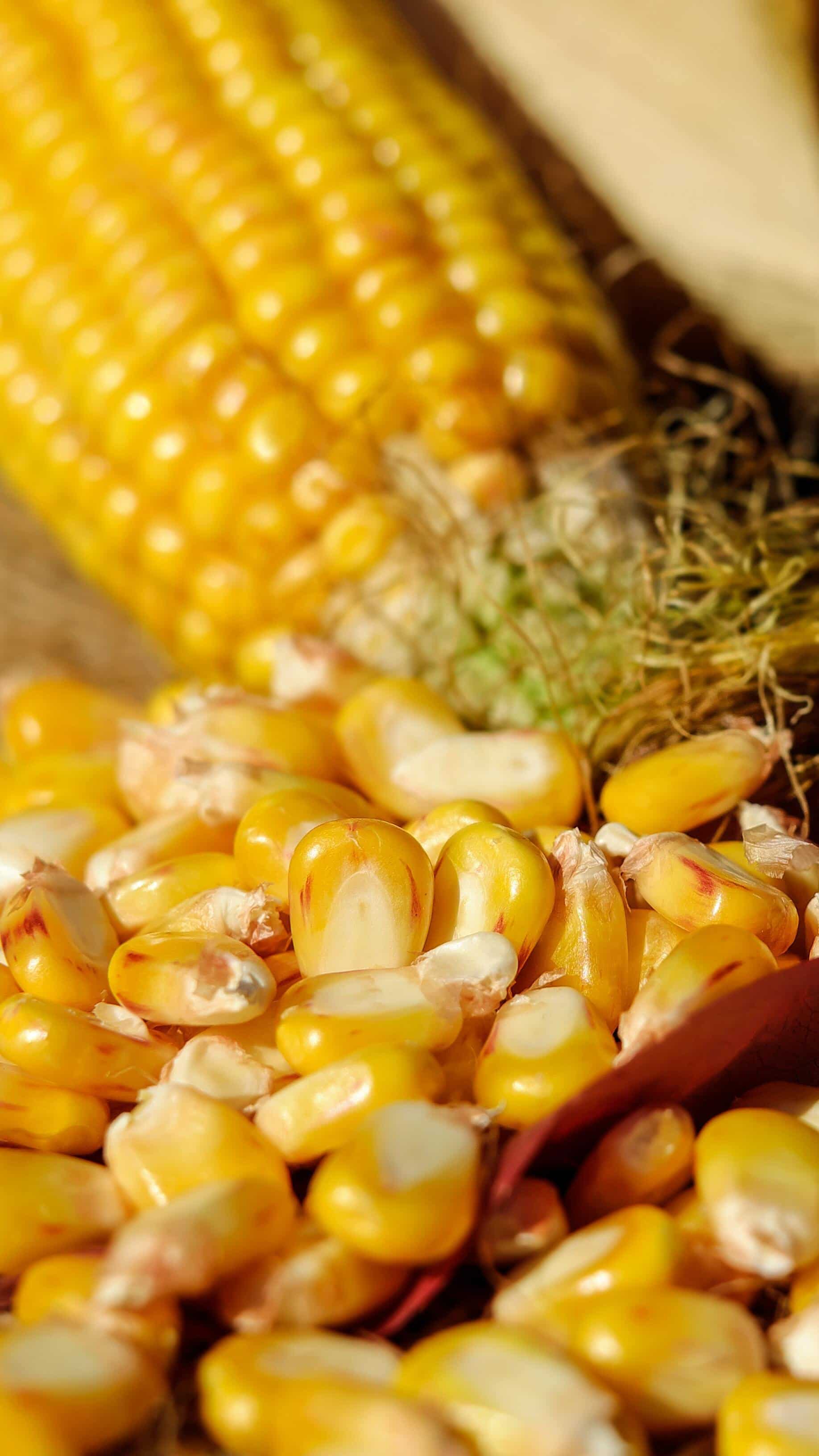 Details more than 138 corn hair benefits best tnbvietnam.edu.vn