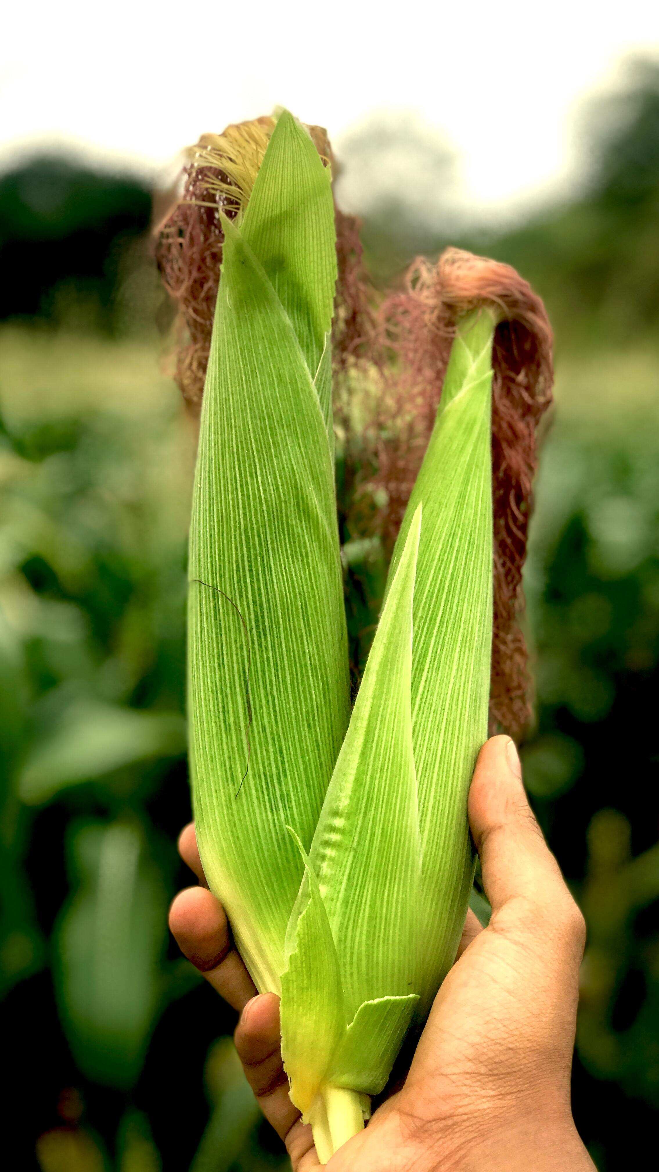 Details more than 132 corn hair benefits best dedaotaonec